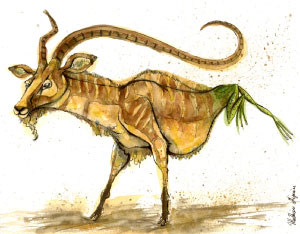Antilope-grenouille